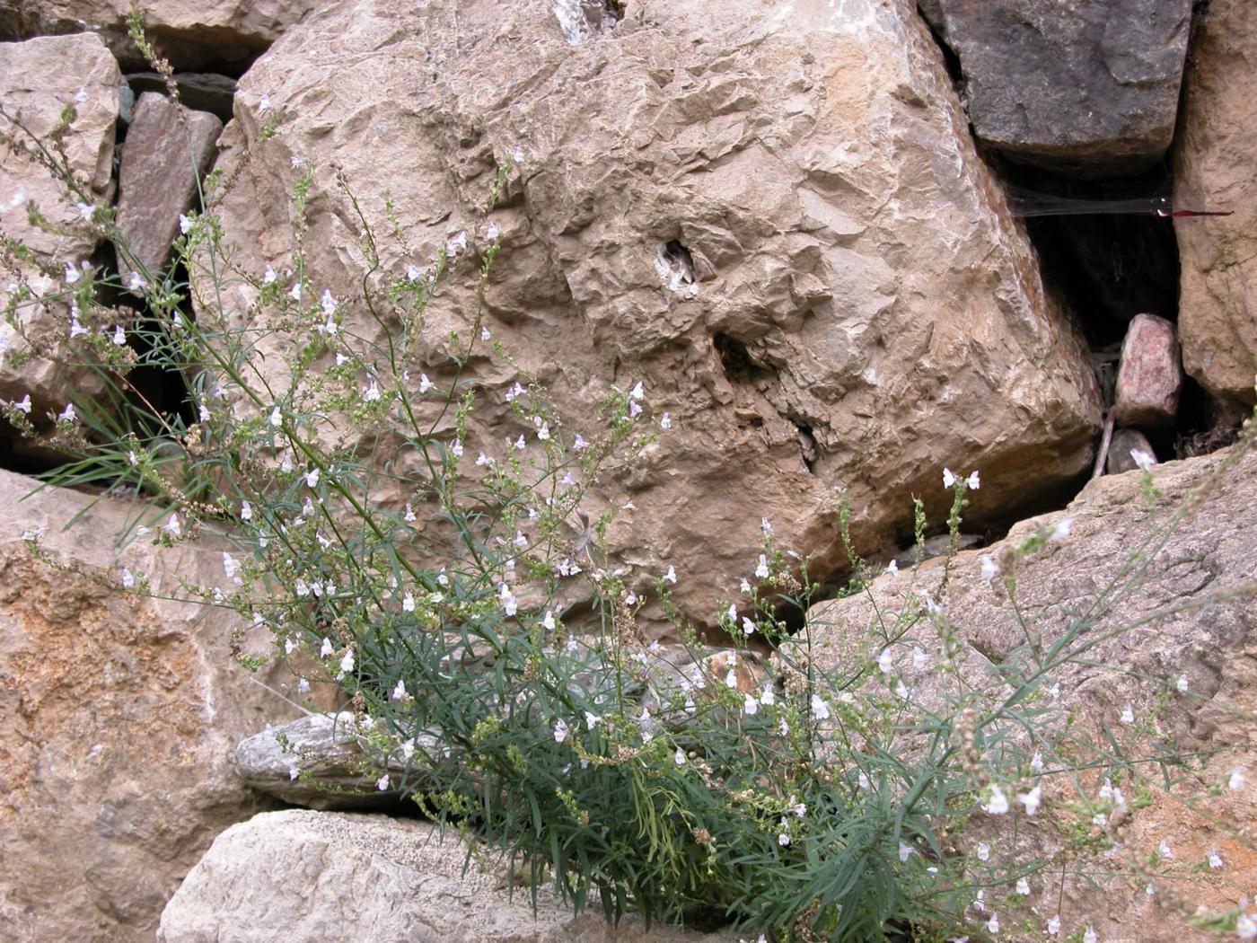 Toadflax, Pale plant